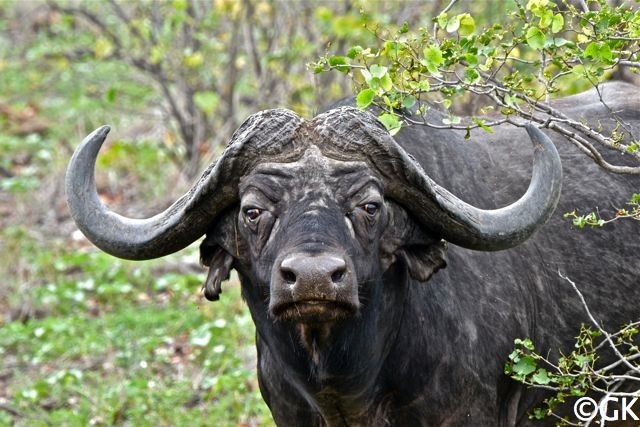 Büffel (Syncerus caffer)