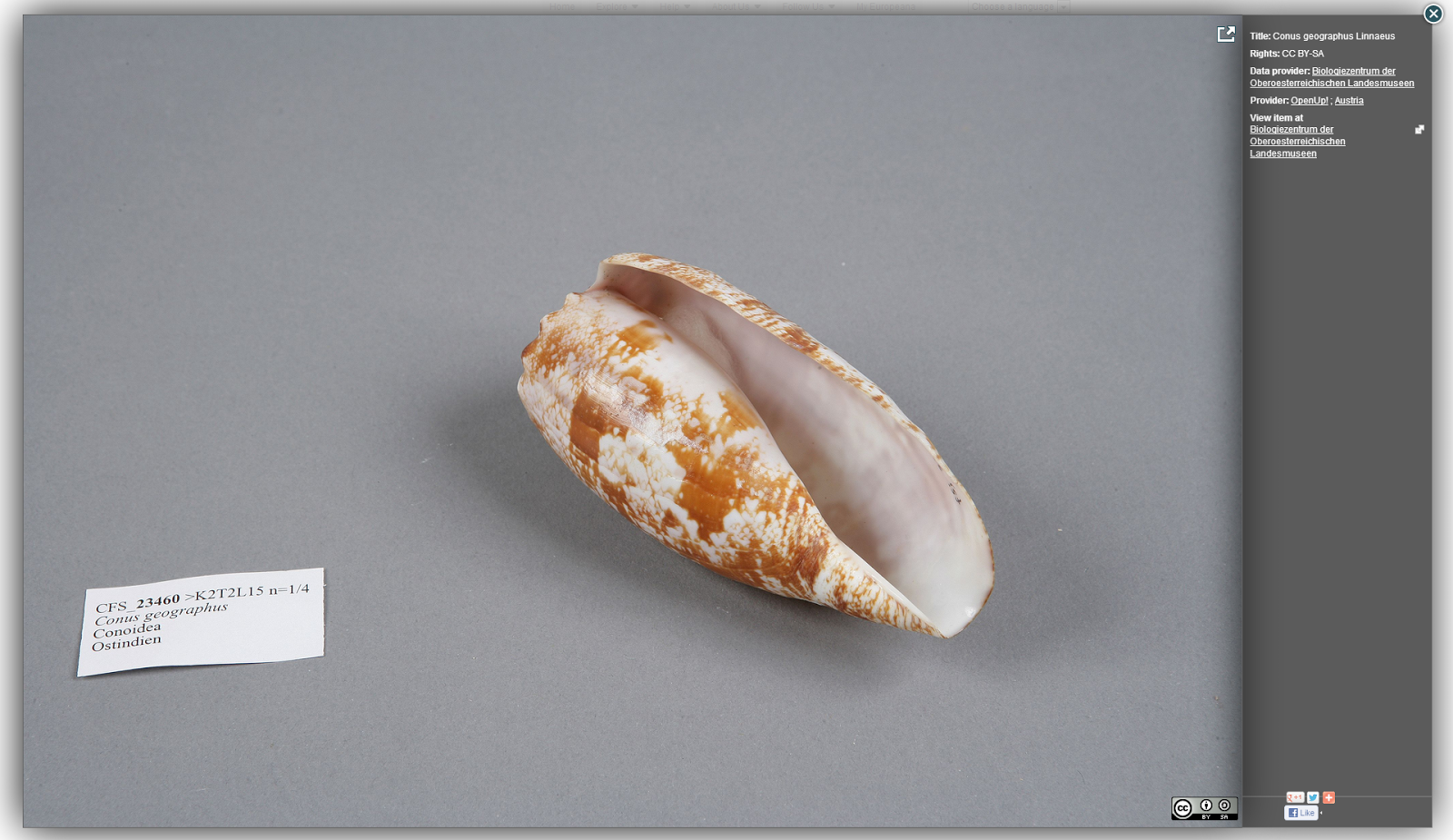 OpenUp! blog Content Highlights Geography cone a poisonous snail