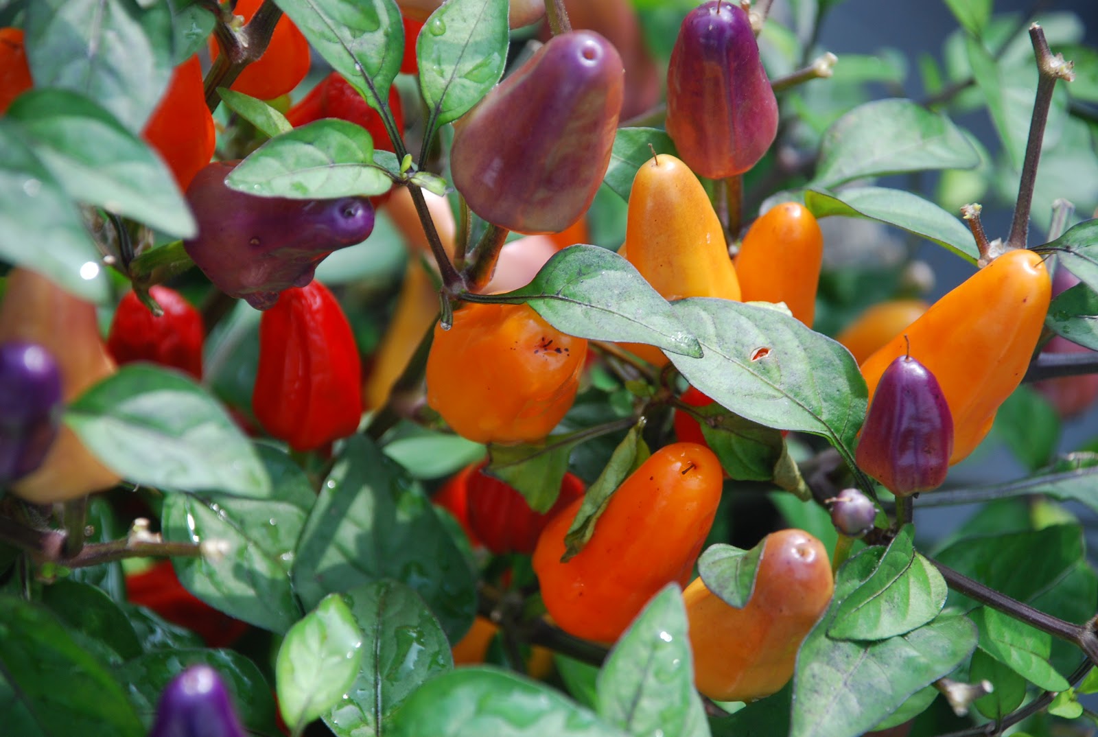 Valley View Farms April 2013