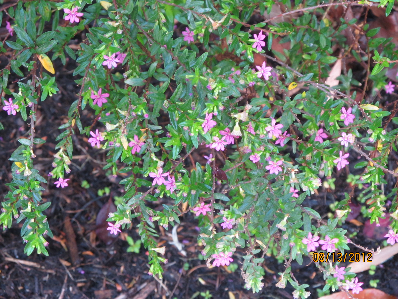 plants reproduce asexually