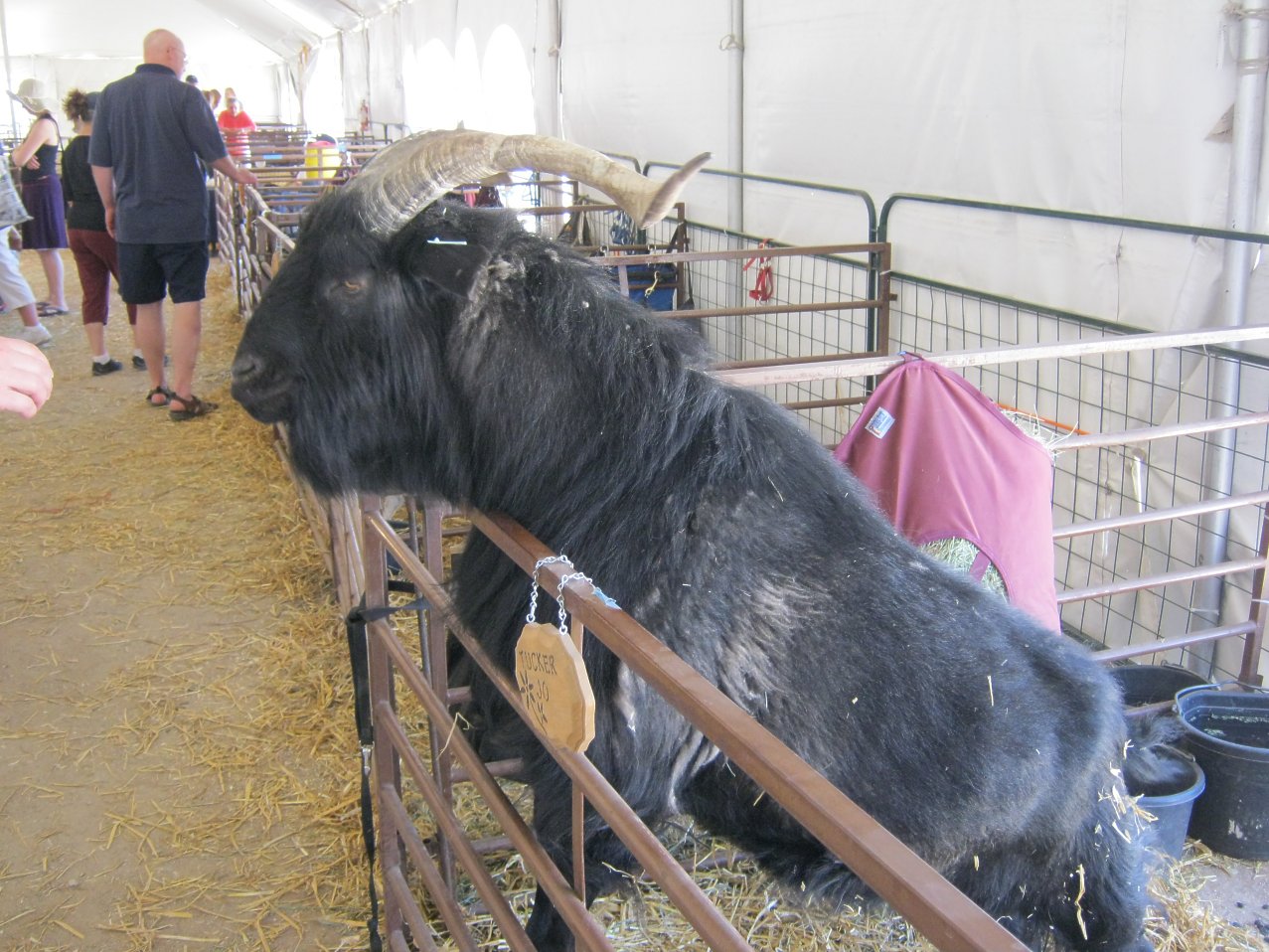 Large Goat
