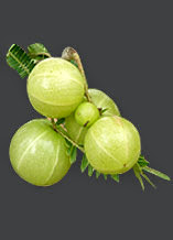 ORGANIC AMLA