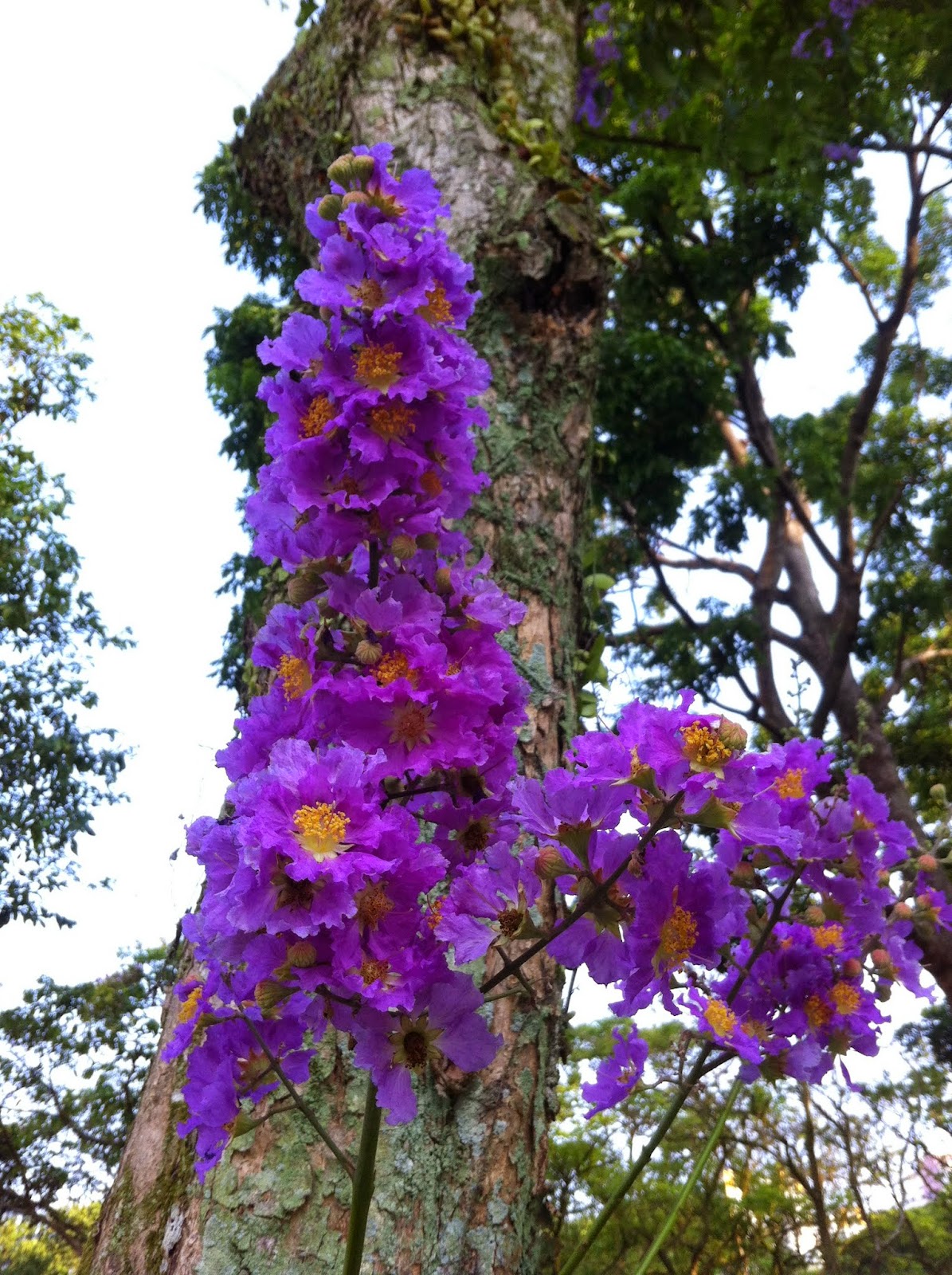 Singapore Plants Lover: Purple Flowers Tree in Bishan Park