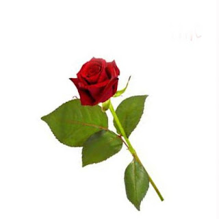 valentine+single+rose+2013+(8)