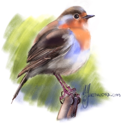 Robin birddrawing by Artmagenta