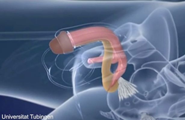 Penis Inside Vagina 93