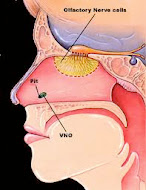 Ti Pheromones