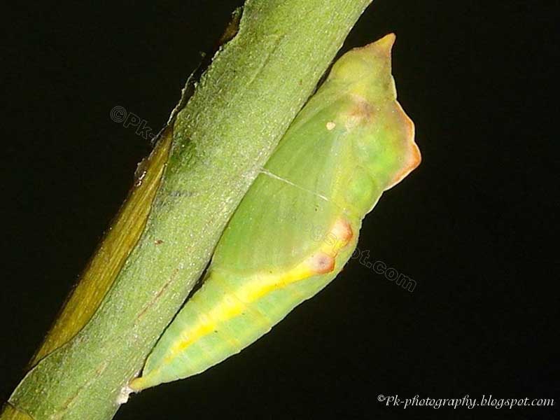 Butterfly Chrysalis Nature, Cultural, and Travel Photography Blog
