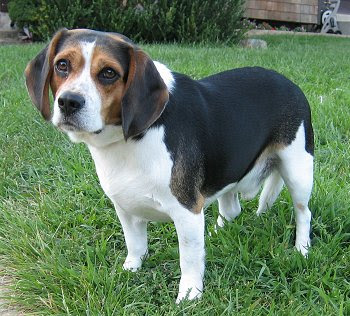 English Beagle Dog Puppy