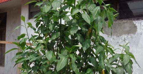 Rasmadi Blog Khasiat Daun Afrika Rasmadi Blog Khasiat Daun Afrika