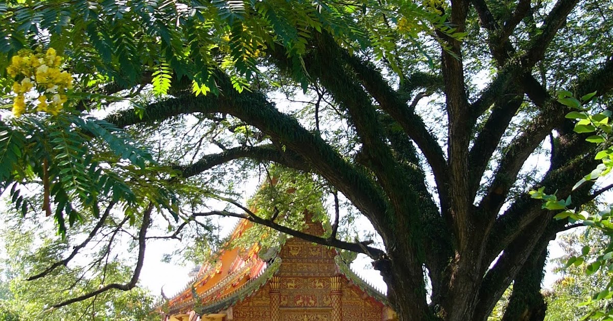 Árboles Equilibrio de la Vida Ébano (Diospyros ebenum) Ayuthaya