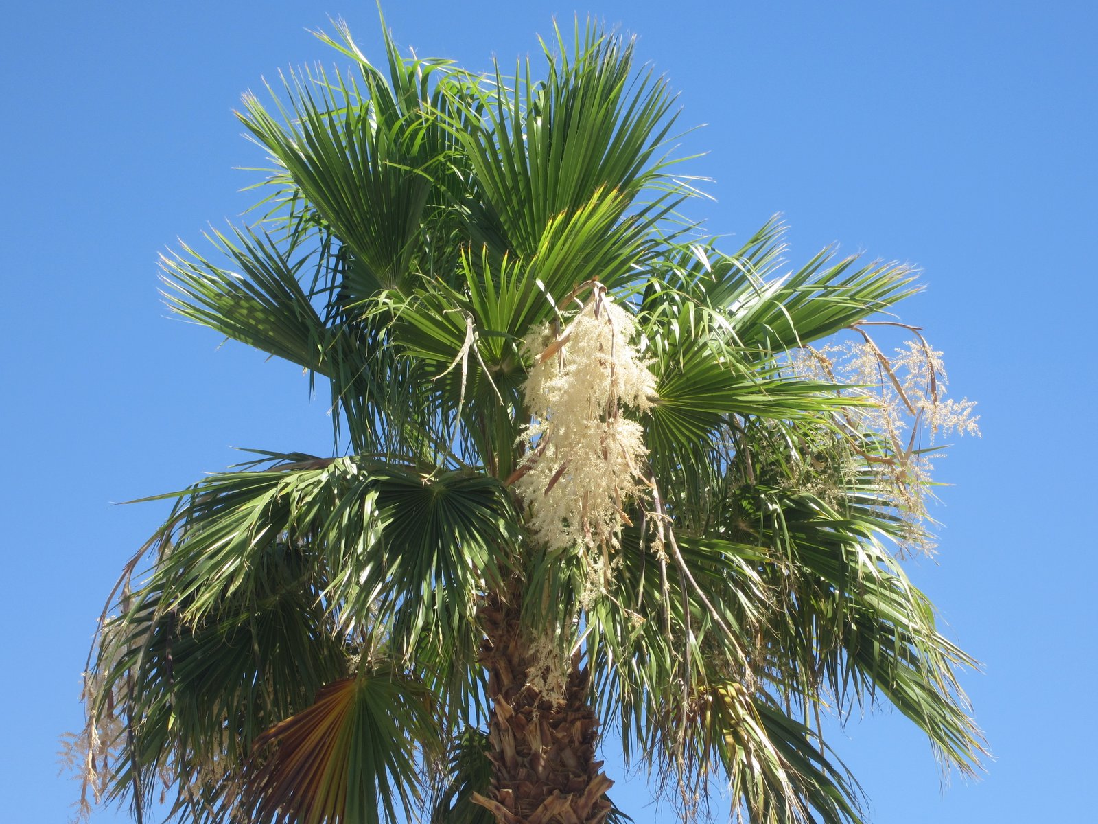 Palm Creek Update Palm Trees