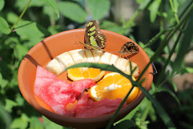 A butterfly feeder is easy to make and a great way for kids to learn about nature.