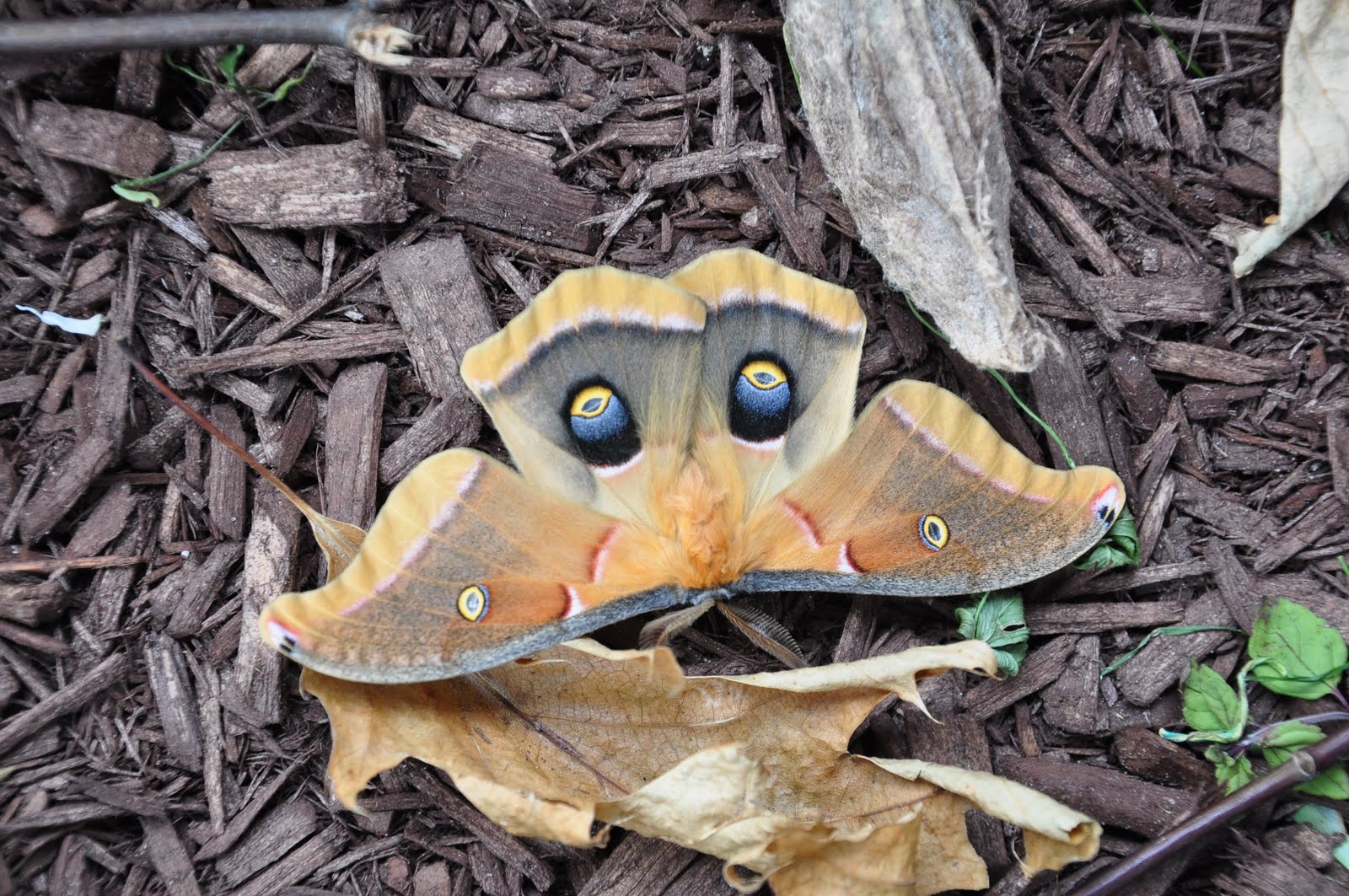 MDW's Love Beautiful Moths