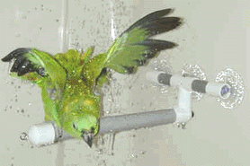 Shower Perches