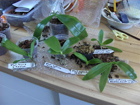 Phalaenopsis orchid species, seedlings just bought.