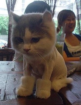 uggcat.jpg