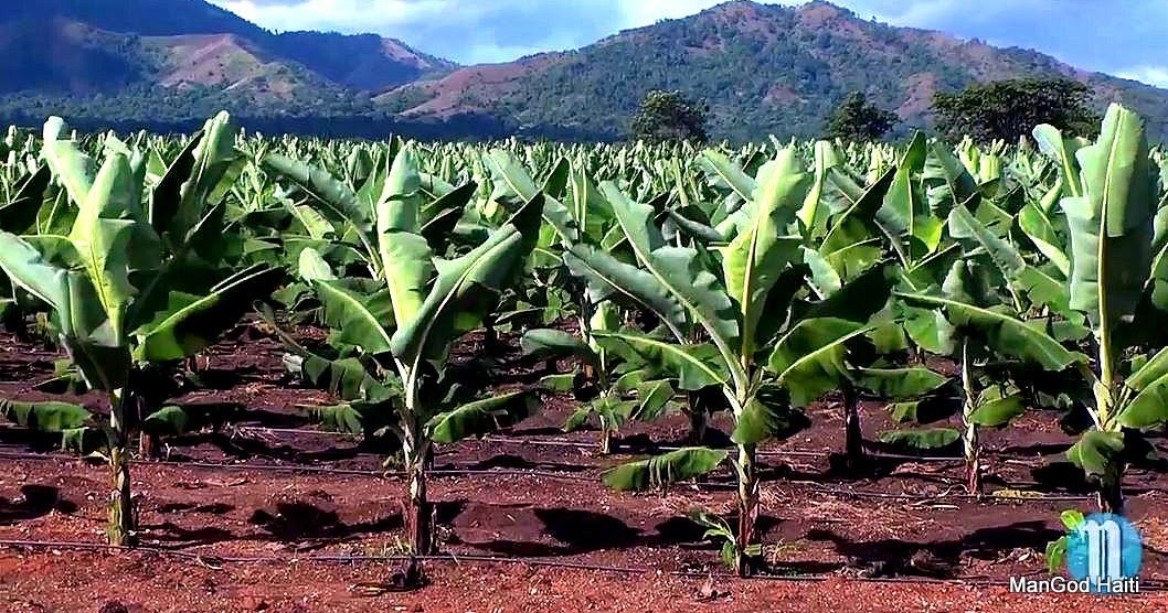 Haïti parie sur la banane avec Agritrans