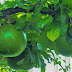 klasifikasi Maja (Aegle marmelos) thumbnail
