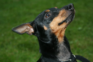 My English Toy Terrier