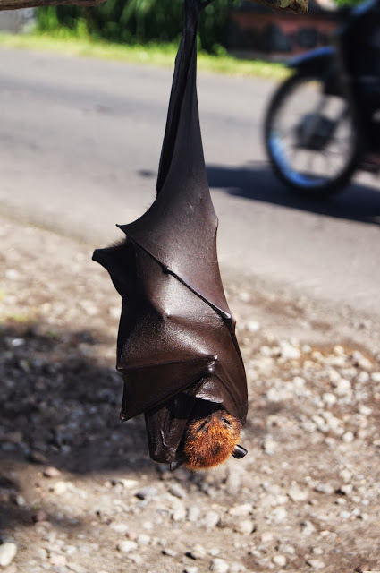 zorro volador