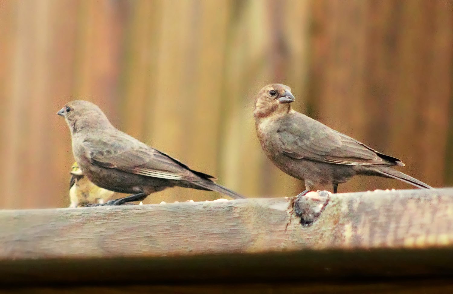 A Breath of Nature BrownHeaded Cowbirds Nuisance at the Feeders