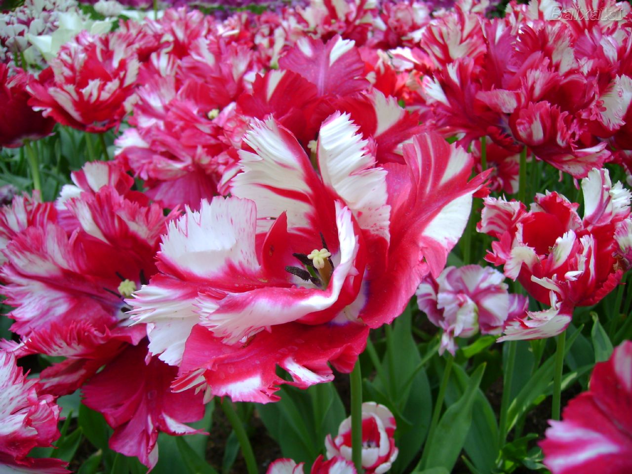 rosas no jardim de deus: compartilhar no twitter compartilhar no facebook compartilhar com rosas no jardim de deus: compartilhar no twitter compartilhar no facebook compartilhar com
