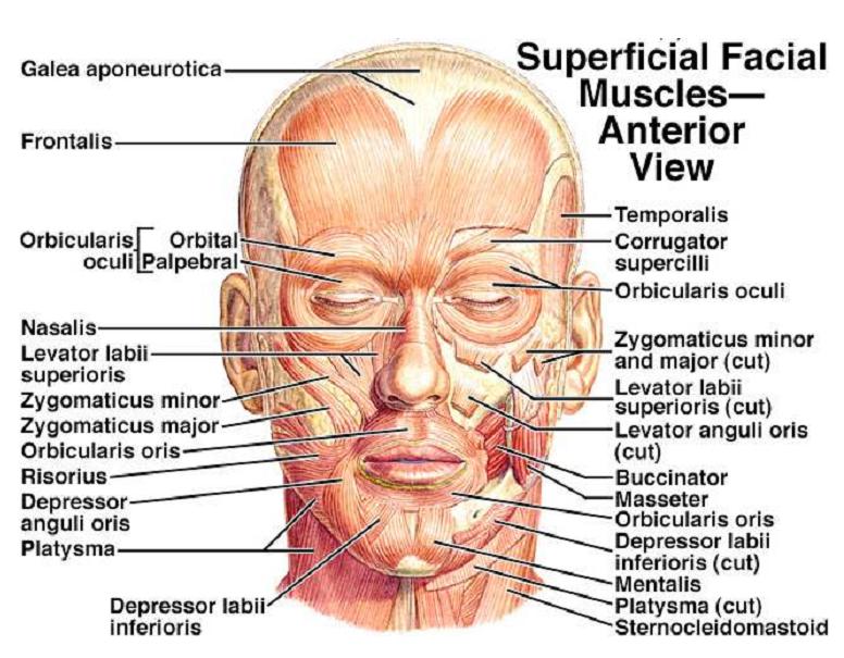 Facial Muscles Actions