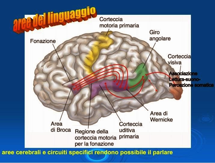 Didattica e Cervello La meravigliosa genialità degli alunni mancini!!!