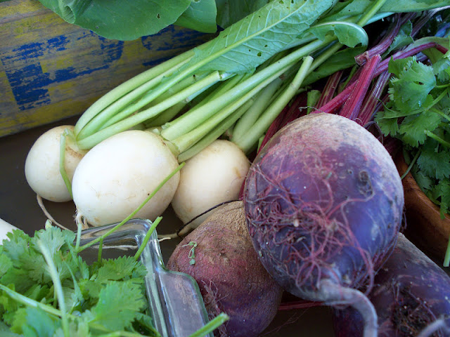 veggies turnip cilantro beets farm fresh