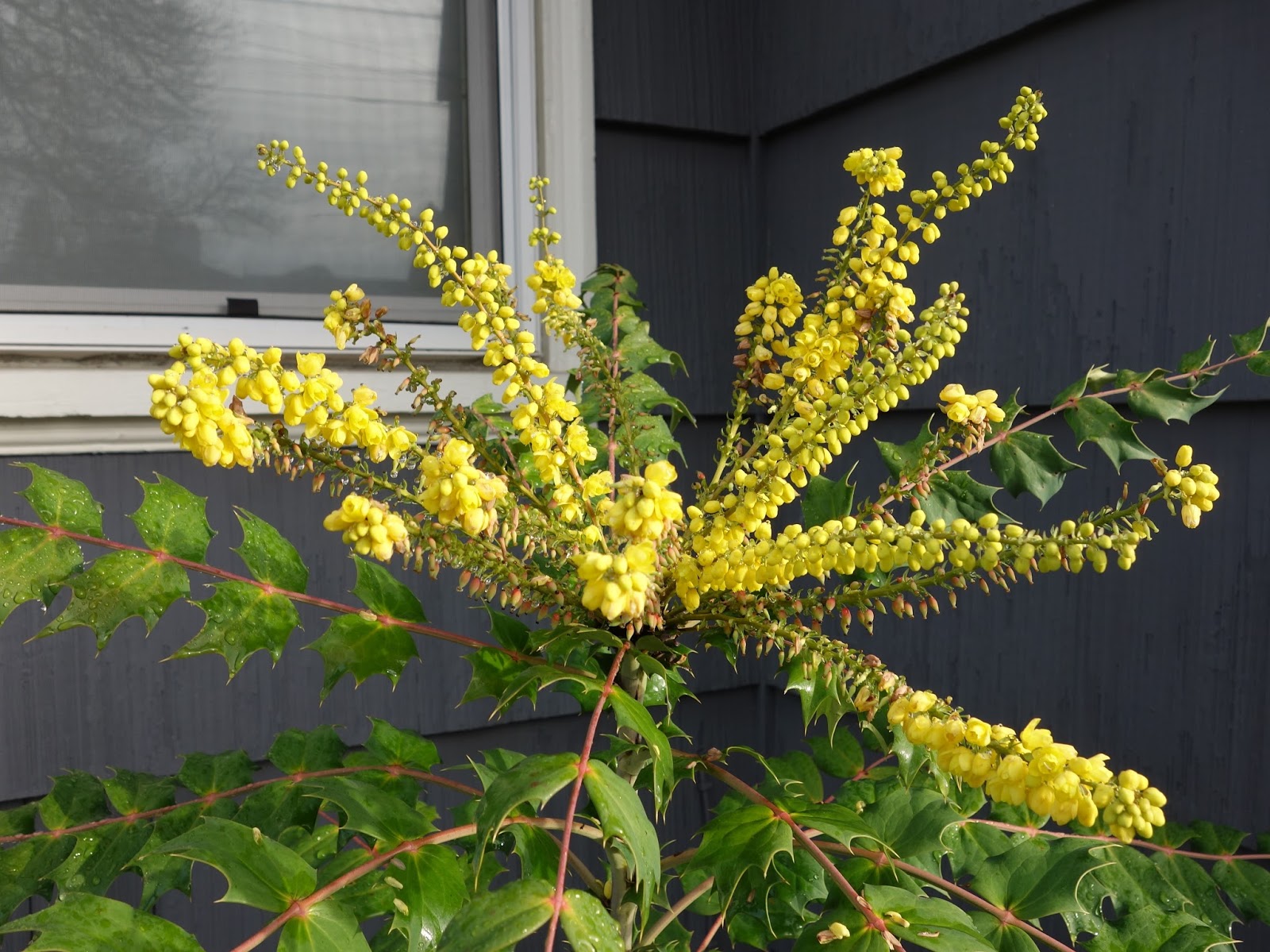 In Praise Of Mahonia