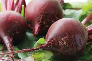 Manfaat dan kandungan pada buah bit buah bit