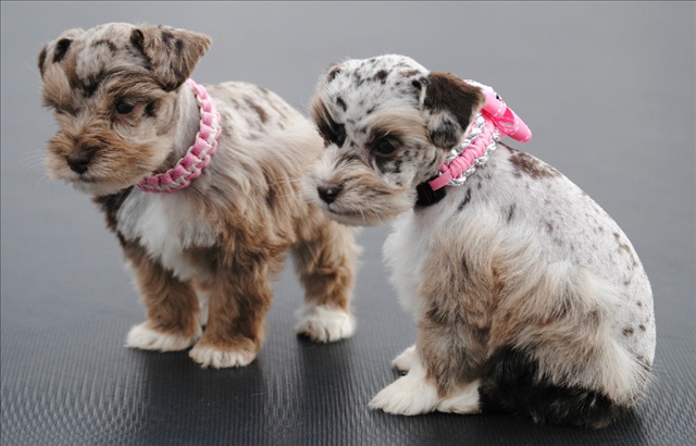litter size of miniature schnauzer annie many giant schnauzer size