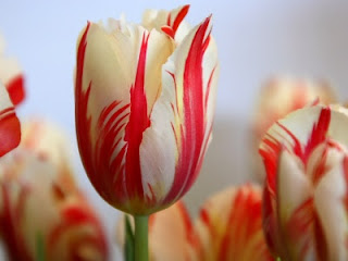 Tulipán, una flor con historia . tulipán blanco y rojo