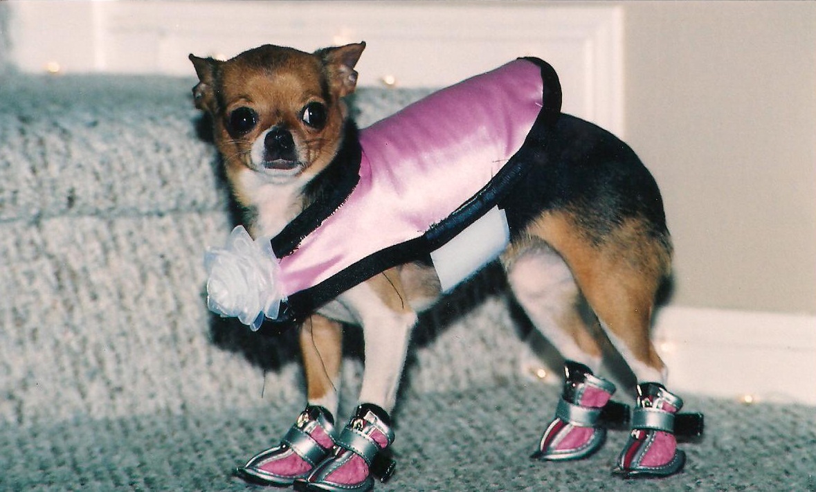 hotdoll for dogs