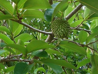 Guanabana soursop árbol Your SEO optimized title