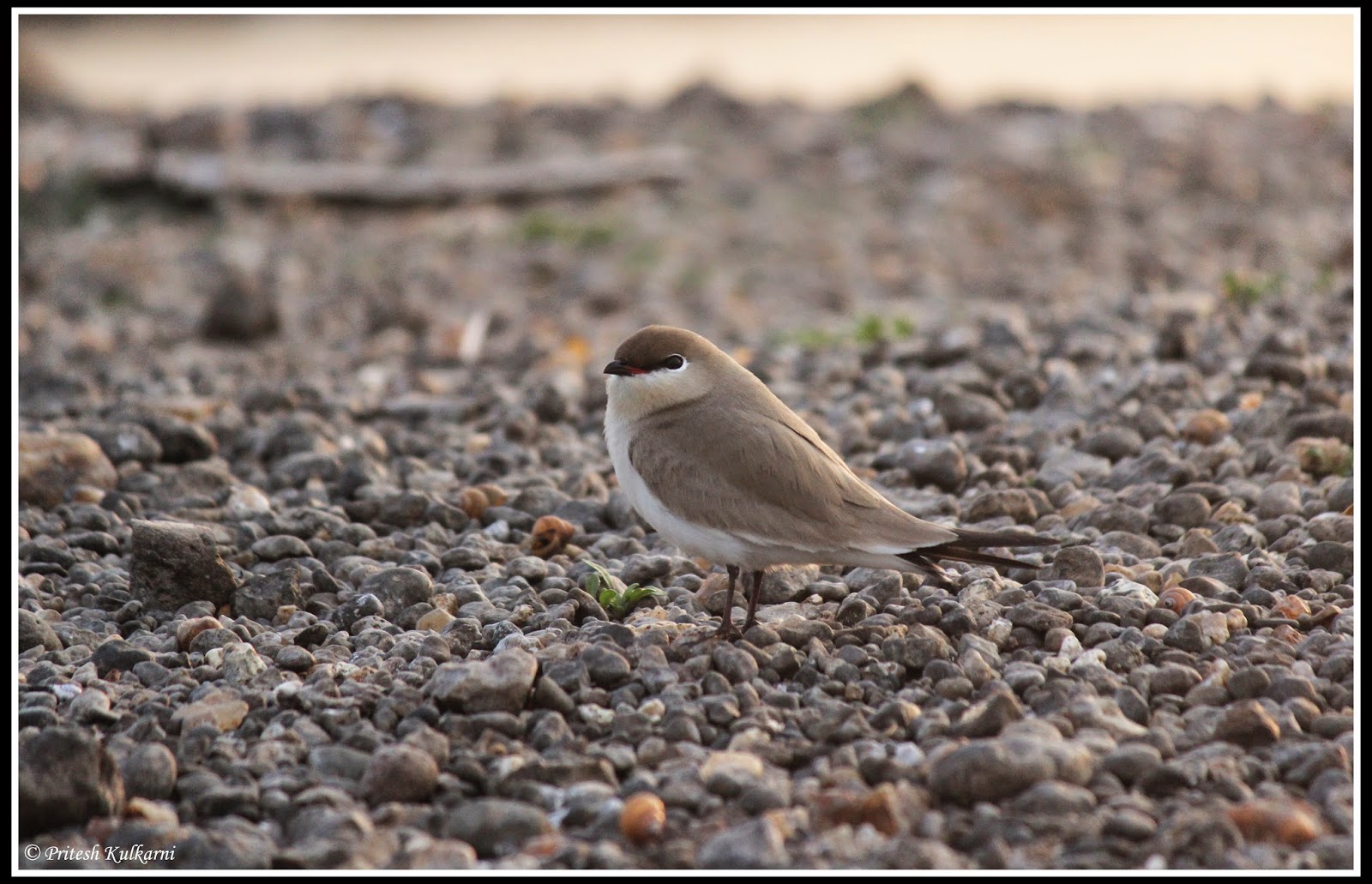 Small pratincole Small pratincole