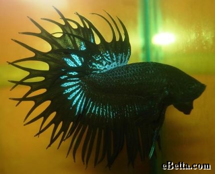 Black Betta Splendens