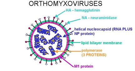 virus structure influenza orthomyxovirus flu swine ppt powerpoint presentation