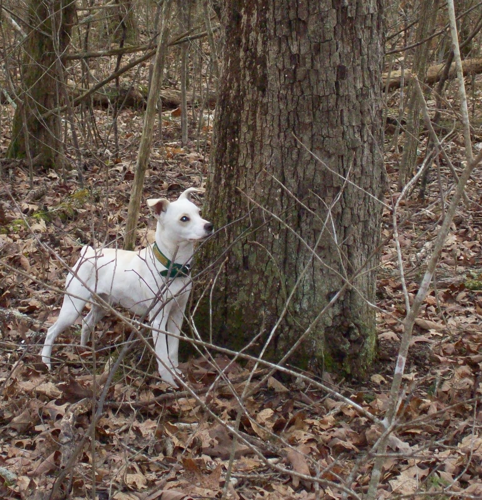 Galla FeistSquirrel Dog Hunting Photo Gallery Chaney