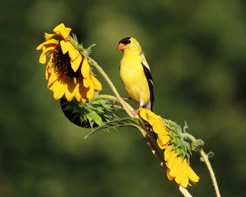 Sunflowers, Goldfinches, etc