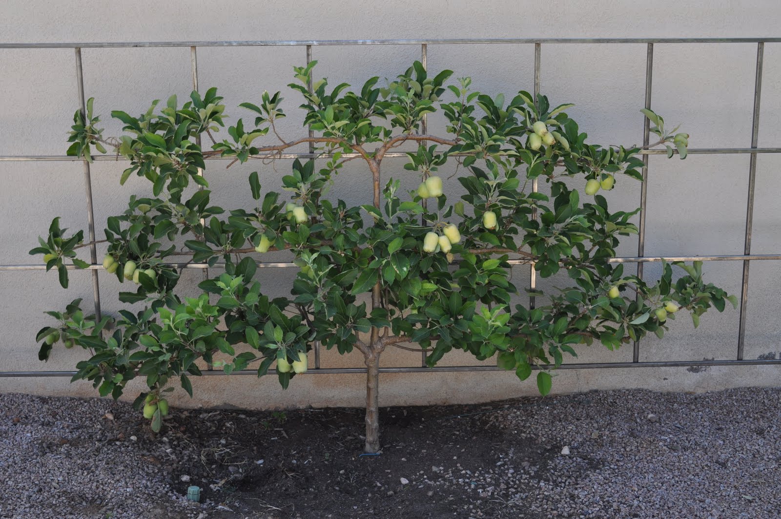 ARIZONA TRAVELER APPLE TREE TRELLISES