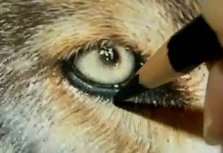 Wolf Eyes by Roberta "Roby" Baer