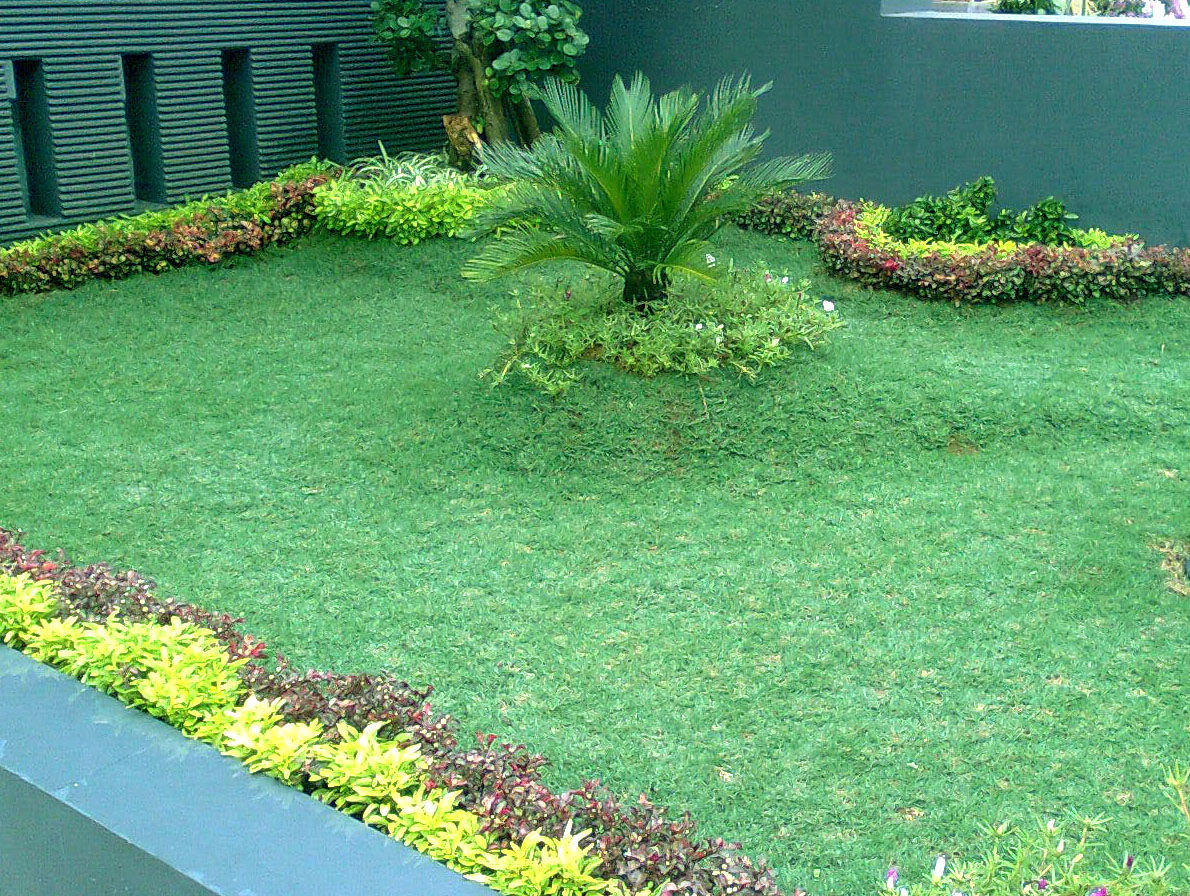 Rumput Gajah Mini vs Rumput Jepang | Tanaman Berguna