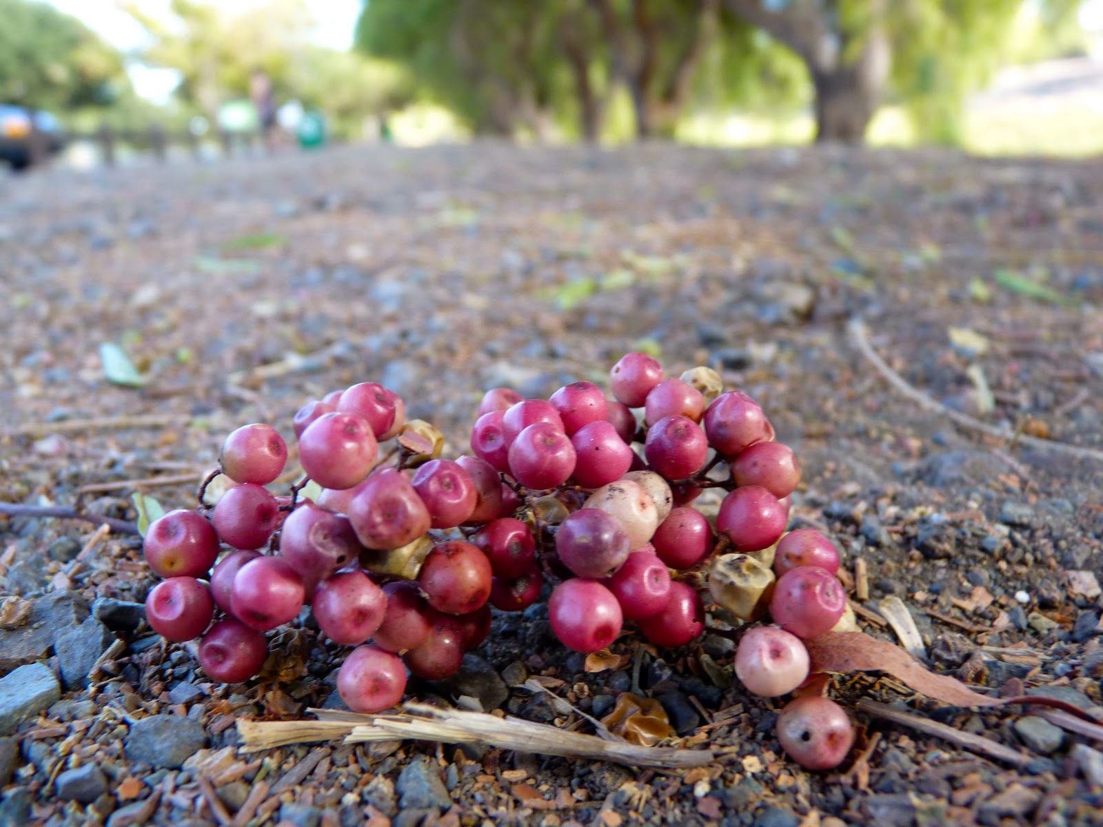 Walking San Francisco Bay Alameda Creek, cont. Sept. 16, '11