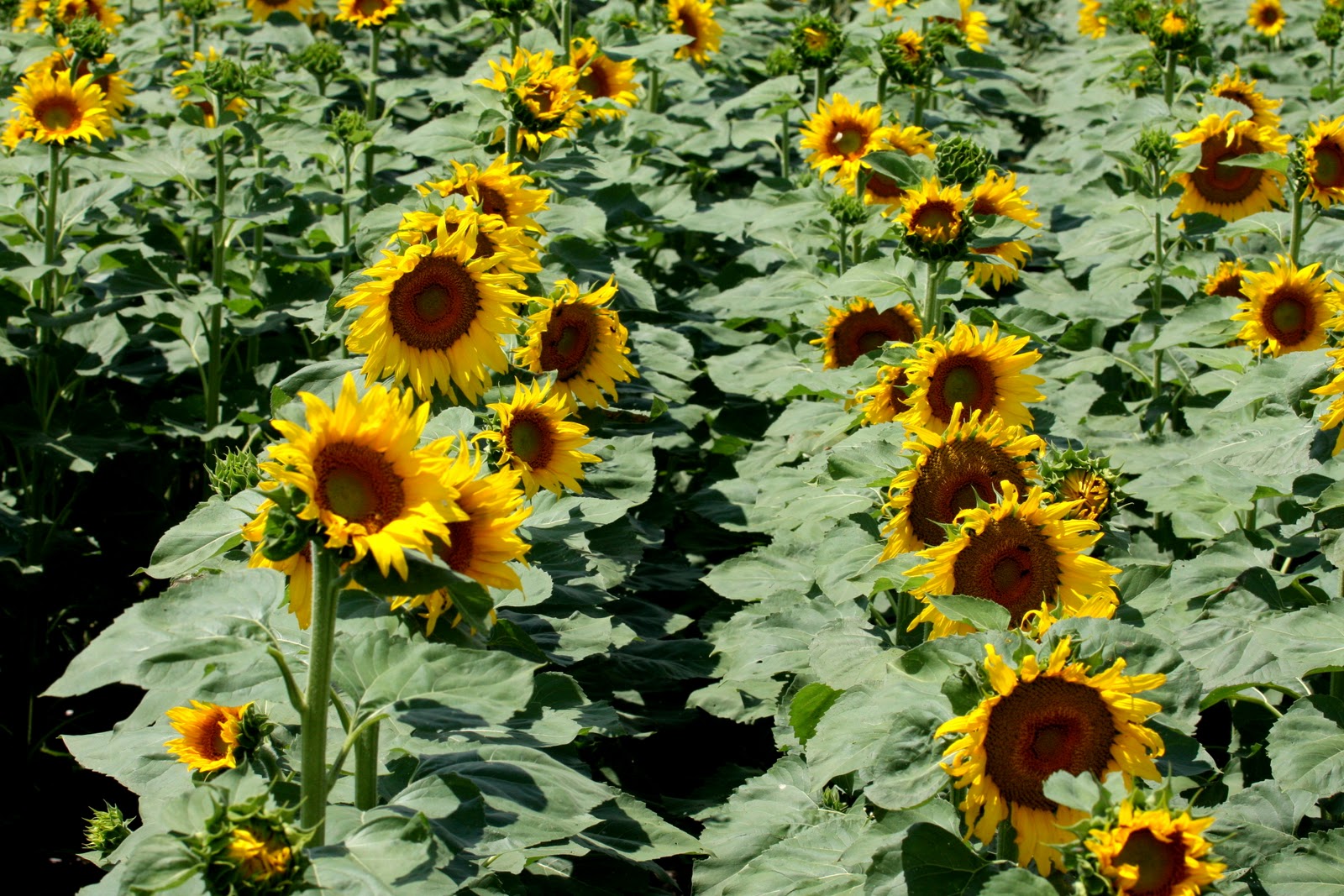 Tuckertown Sunflowers Last Stand