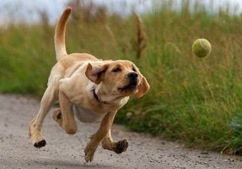 how to your to fetch and drop trick teach your to fetch pets and docile how to your to fetch and drop trick teach your to fetch pets and docile
