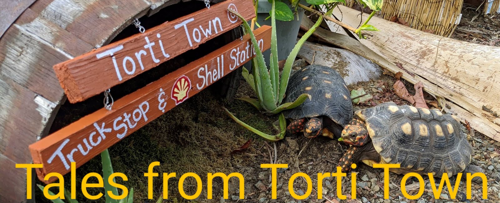 Tales from Torti Town: Life Lessons Learned from Tortoises