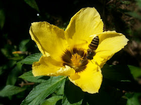gambar bunga dan lebah