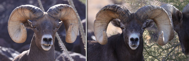Field+Judging+and+scoring+Desert+Bighorn+Sheep+Front+View+Jay+Scott+Outdoors+1.jpg
